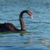 Labut cerna - Cygnus atratus - Black Swan o3474